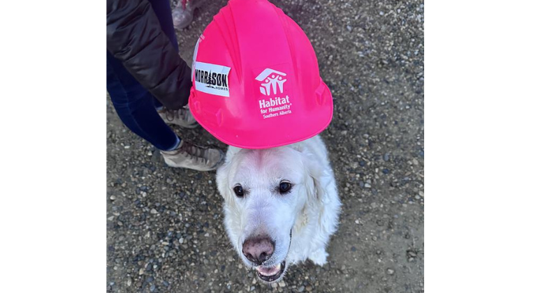 Ashton the dog poses with a pink hardhat.