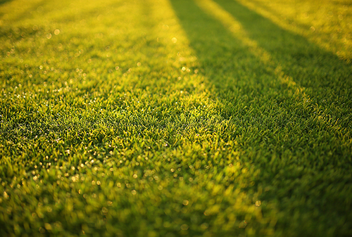 blur-bokeh-close-up-depth-of-field-572007