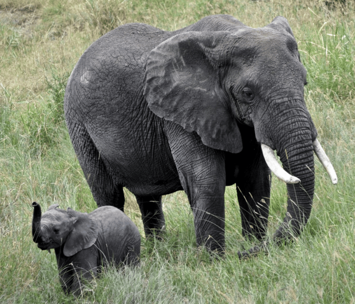 Doug's photo of a Mama elephant with its baby from a safari trip in Kenya and Tanzania.